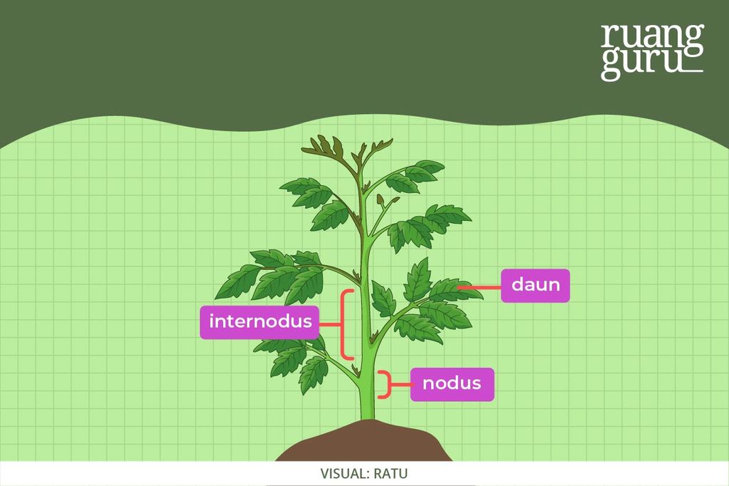 Mengenal Anatomi Organ Vegetatif Pada Tumbuhan | Biologi Kelas 11